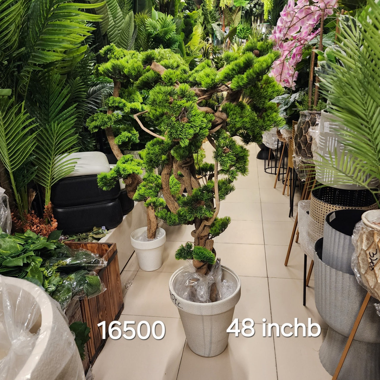 pine bonsai trees for sale Podocarpus Pine Bonsai – Props "the gift shop"