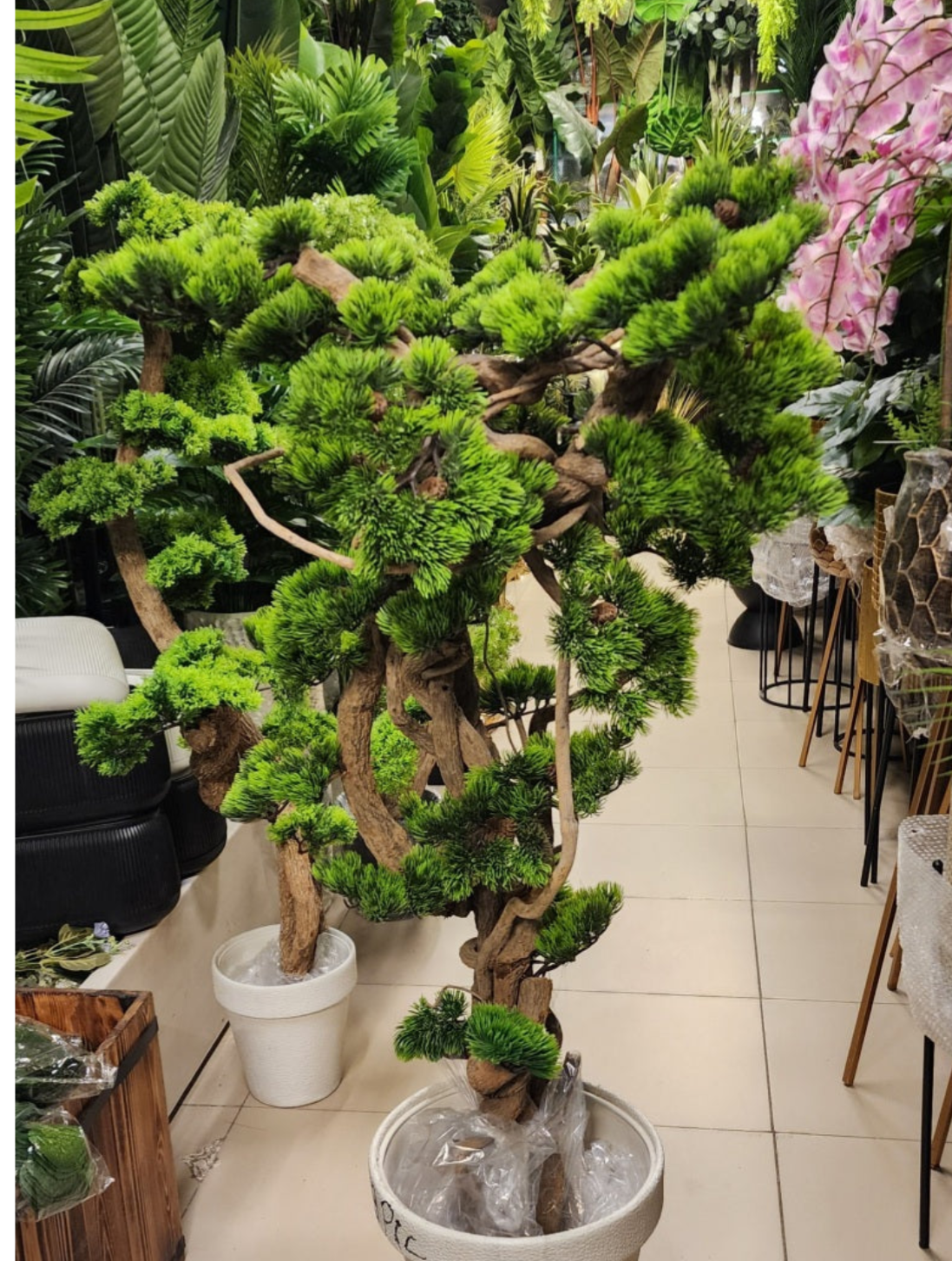 Bonsai Plants