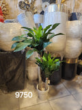 Dracaena Fragrans Plant