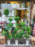 Areca Palms tree