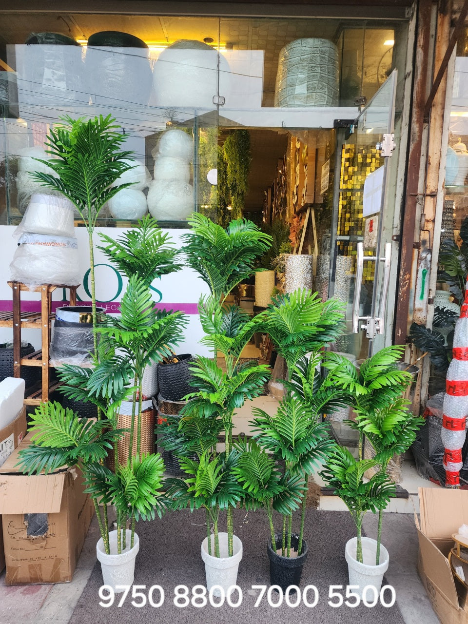 Areca Palms tree