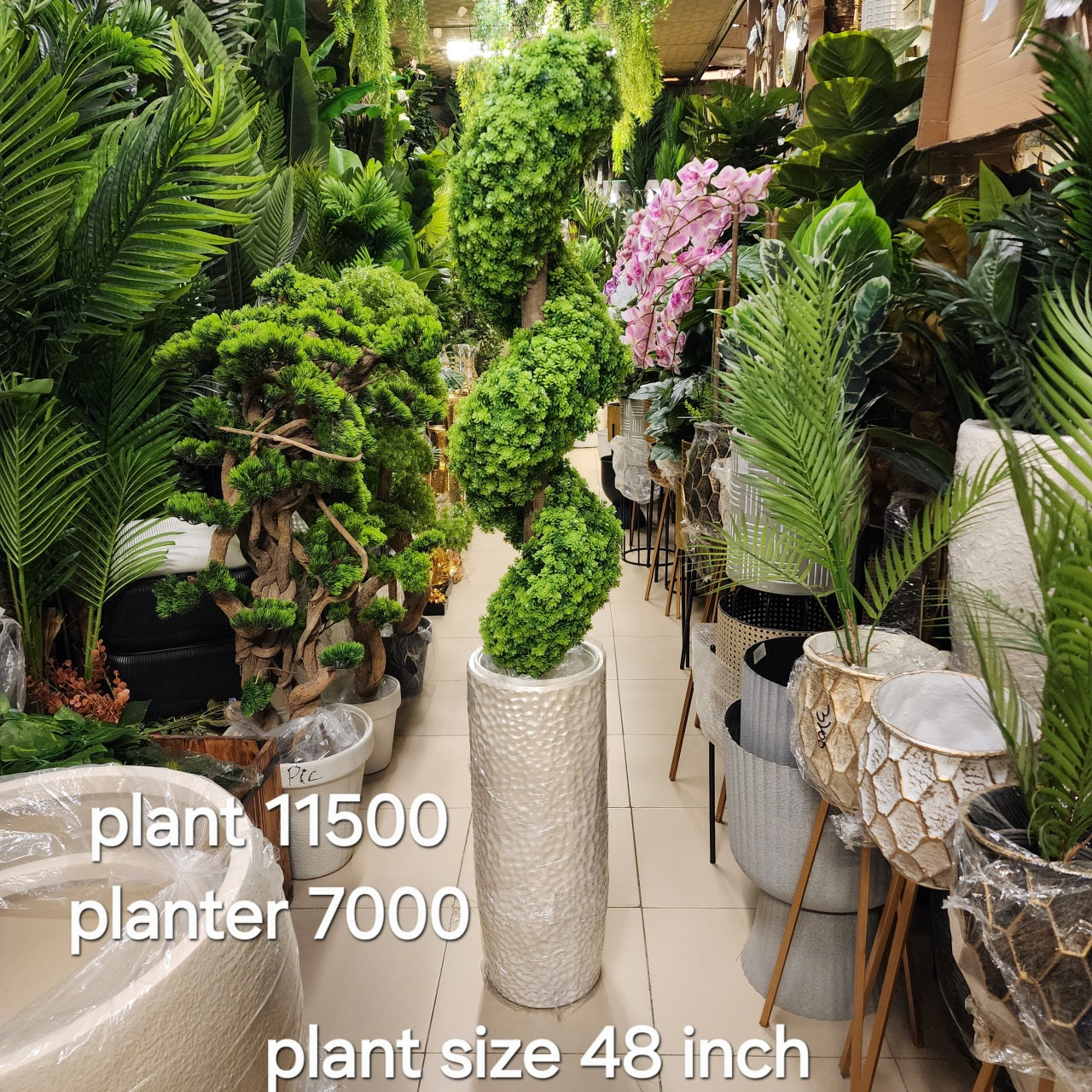 Boxwood Spiral Topiary