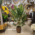 Kentia palm