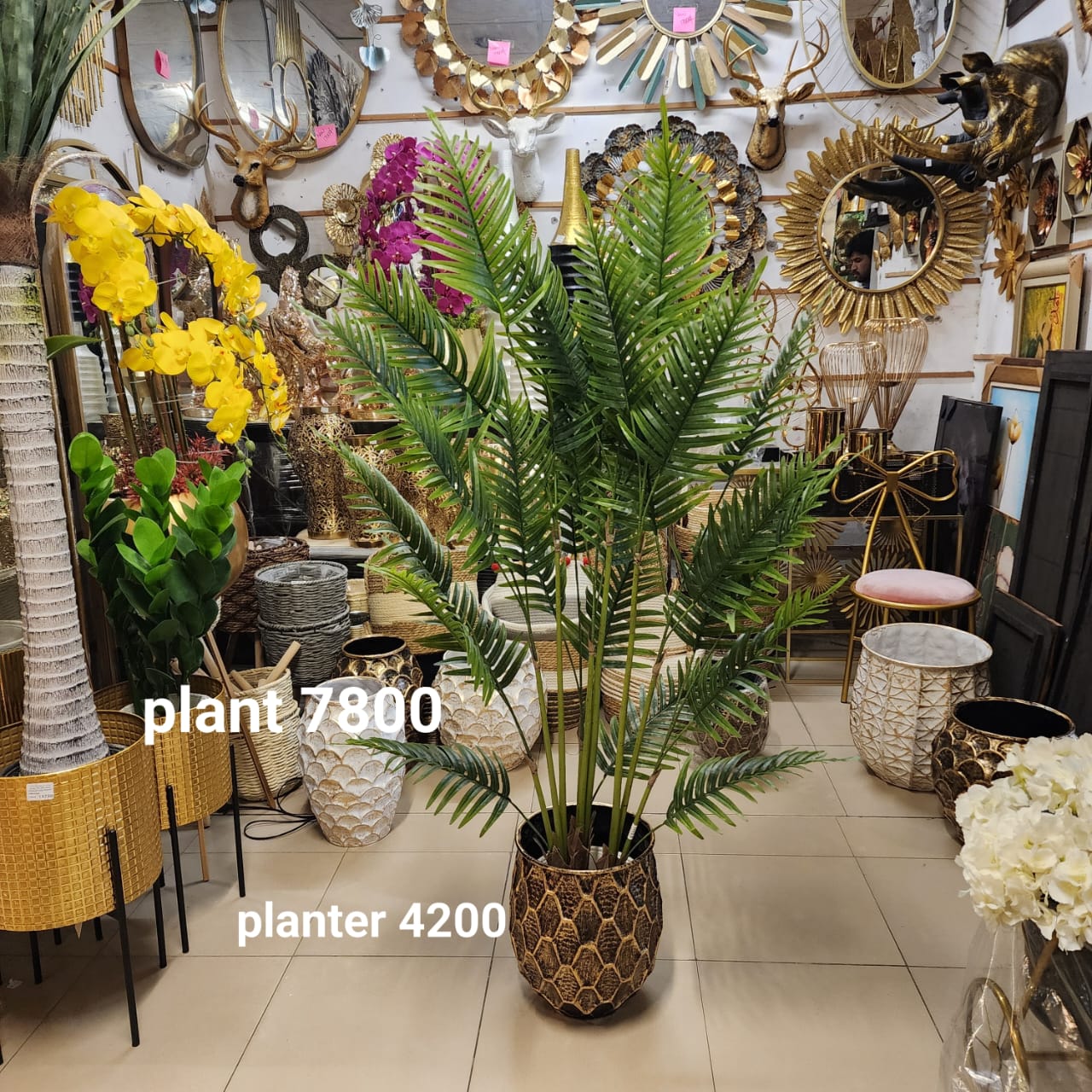 Kentia palm