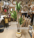 Yucca plant