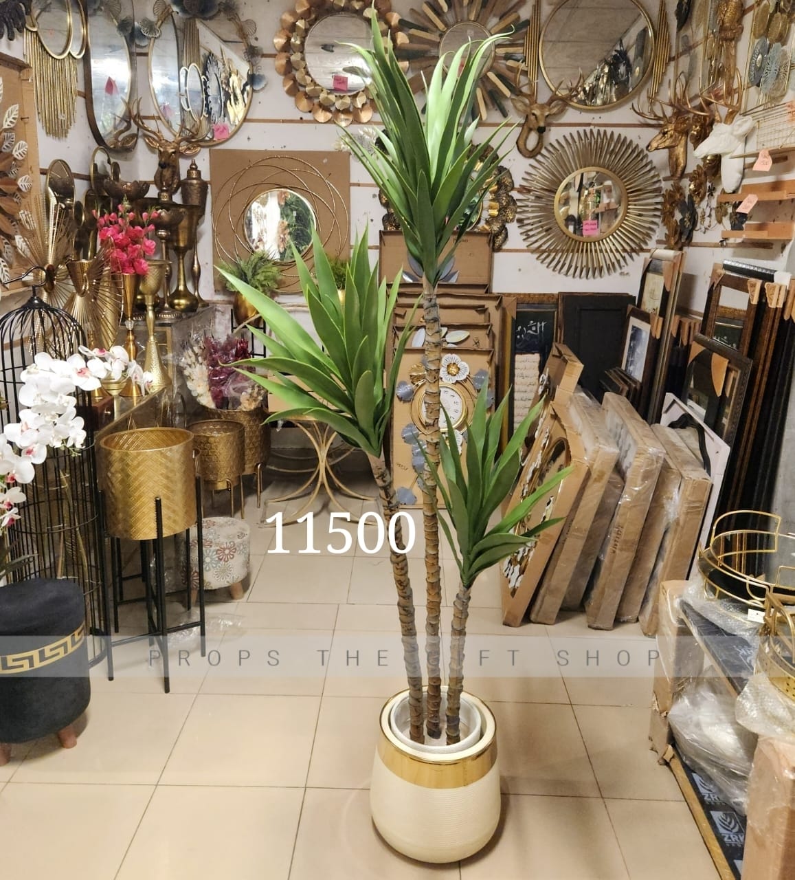 Yucca plant