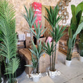 Yucca Tree Plant