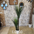 Spineless Yucca Plant