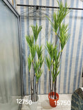 Madagascar Dragon Tree