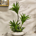 Dracaena reflexa pot arrangements