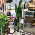 Bird of Paradise Plant