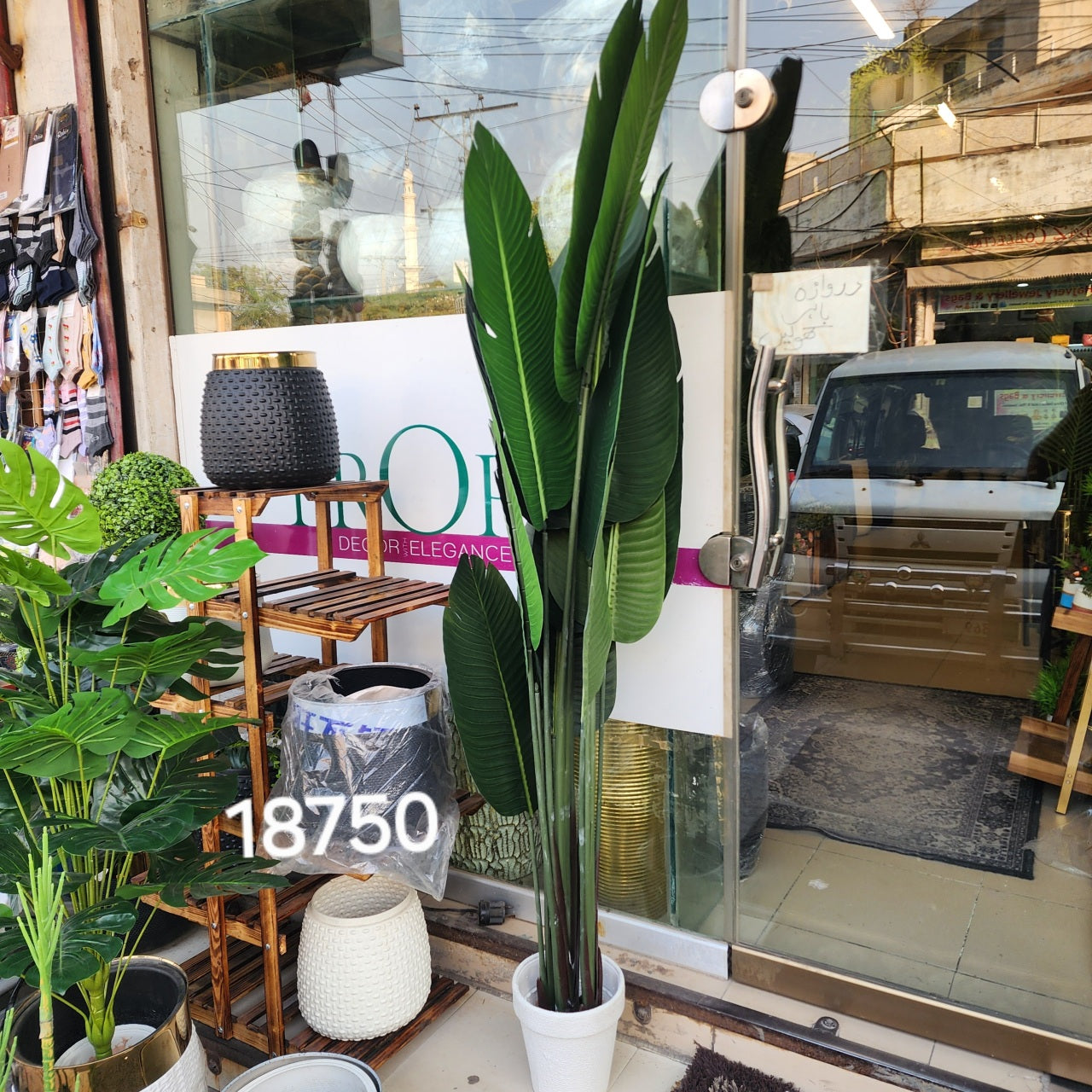 Bird of Paradise Plant