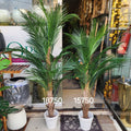 Phoenix Palms Plant