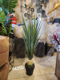 Yucca plant