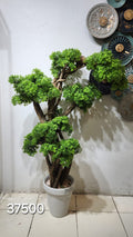 Bonsai Podocarpus tree