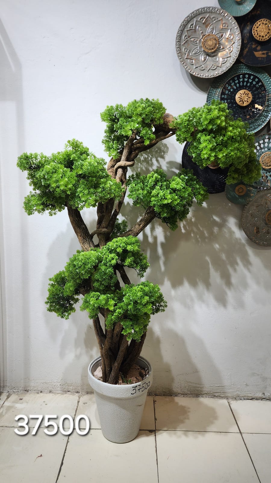 Bonsai Podocarpus tree