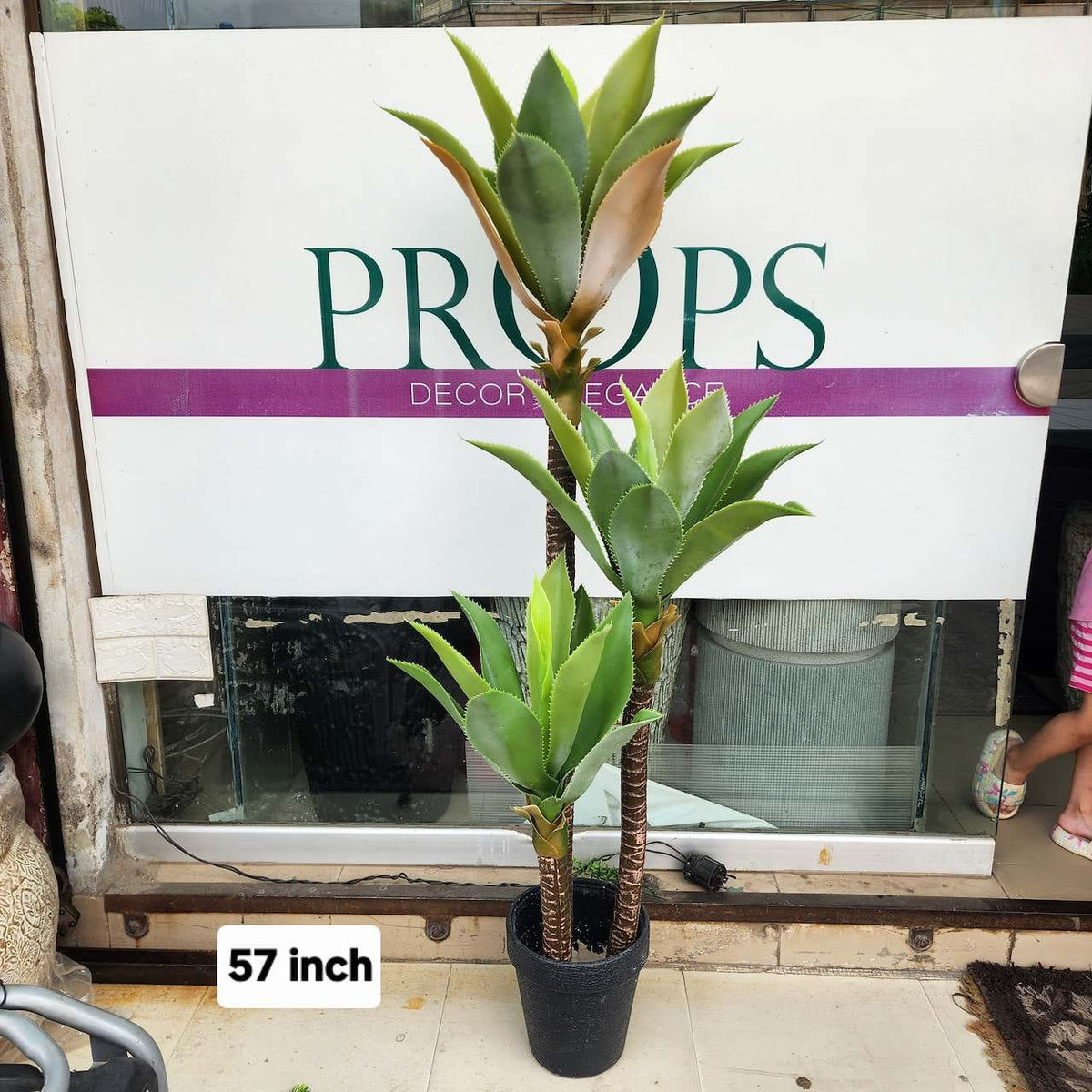 Agave plant