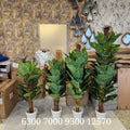 Variegated Money Plant
