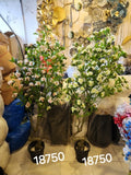 Camellia Trees
