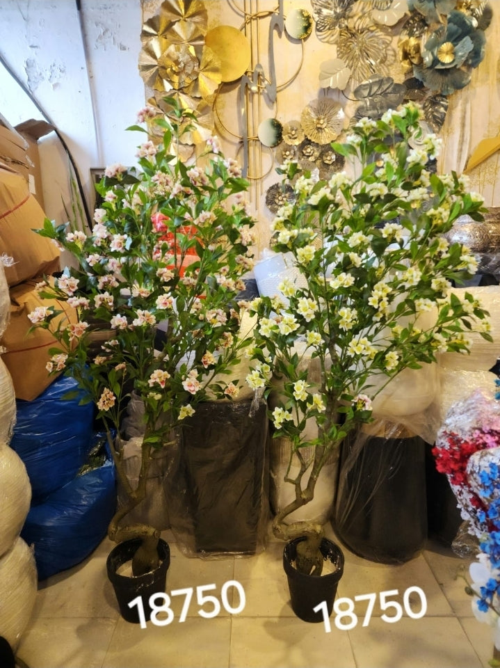 Camellia Trees