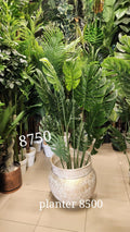 Monstera deliciosa