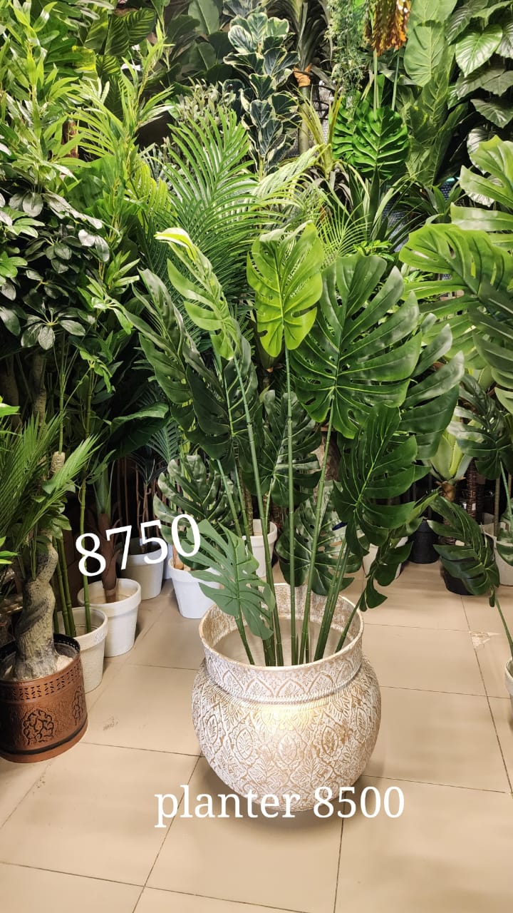 Monstera deliciosa