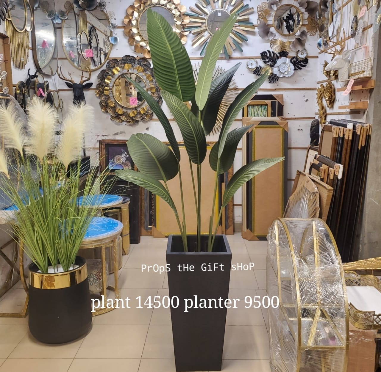 Bird of Paradise plant