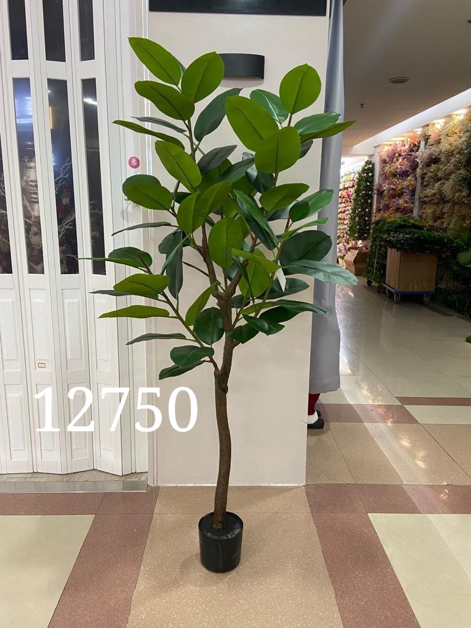 Ficus elastica Plant
