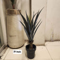 Dracaena / Spike Plant