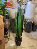 Agave Plant