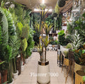 Dracaena Reflexa Plant