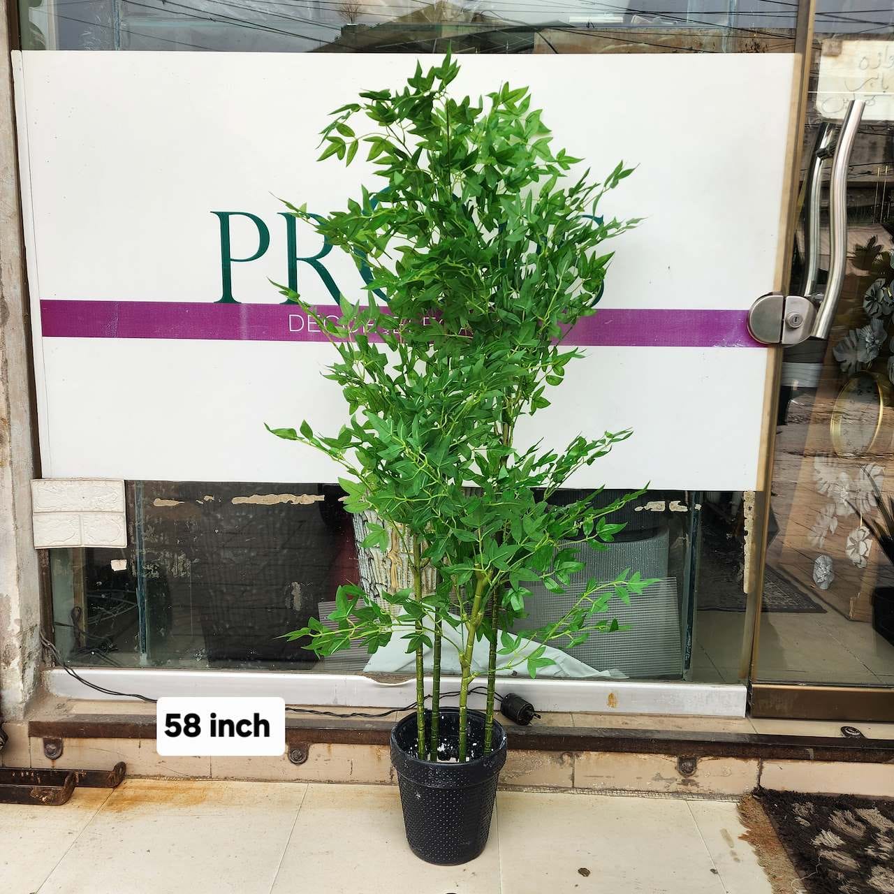 Nandina (Sacred Bamboo) plant