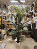 Areca Palm