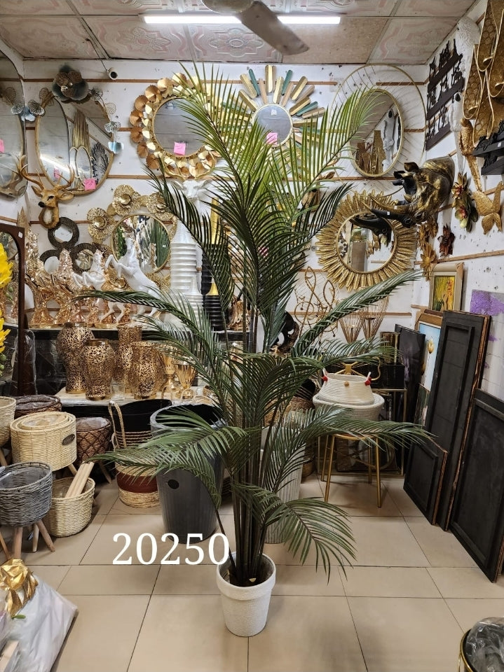 Areca Palm