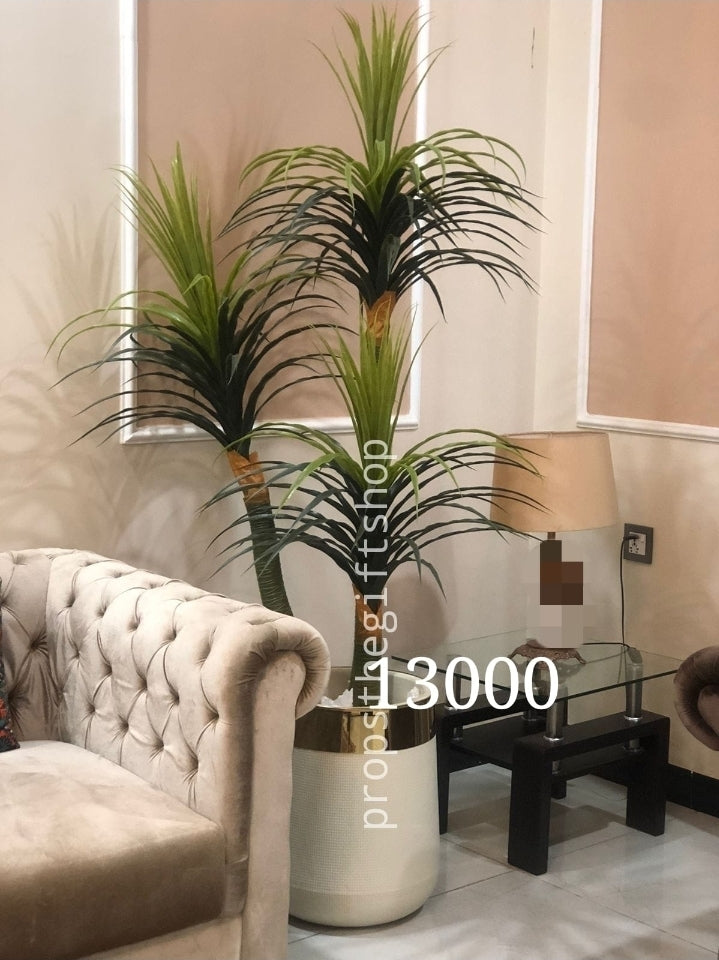 Dragon Tree
