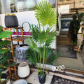 Fan Palm tree