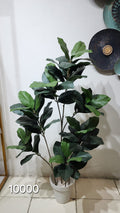 Fiddle Leaf Fig