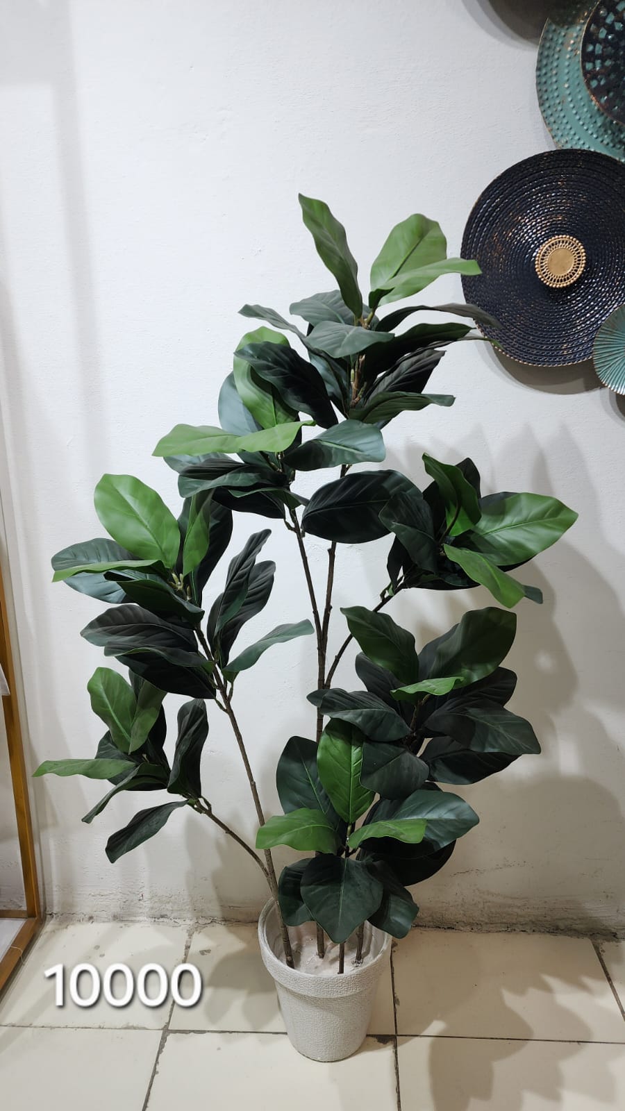 Fiddle Leaf Fig