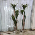 Madagascar Dragon Tree