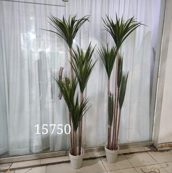 Madagascar Dragon Tree