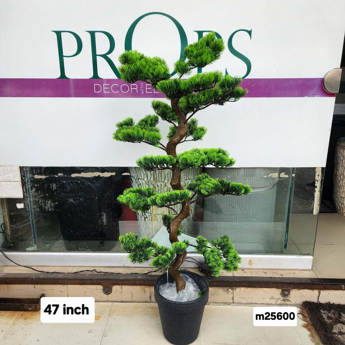 Juniperus bonsai tree