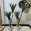Song of India / Dracaena reflexa plant