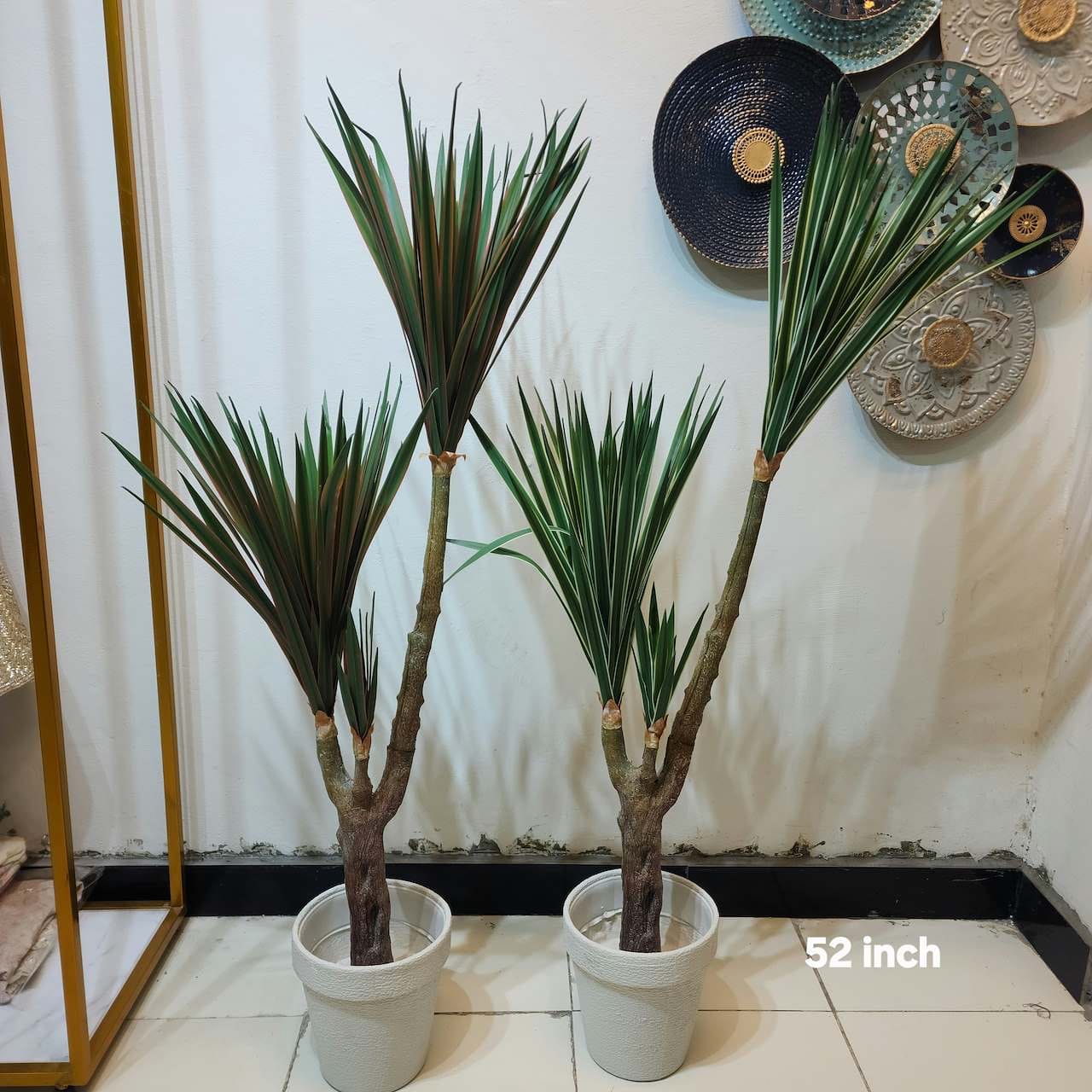 Song of India / Dracaena reflexa plant
