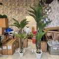 Golden Cane Palms