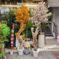 Cherry Blossom Bonsai Trees