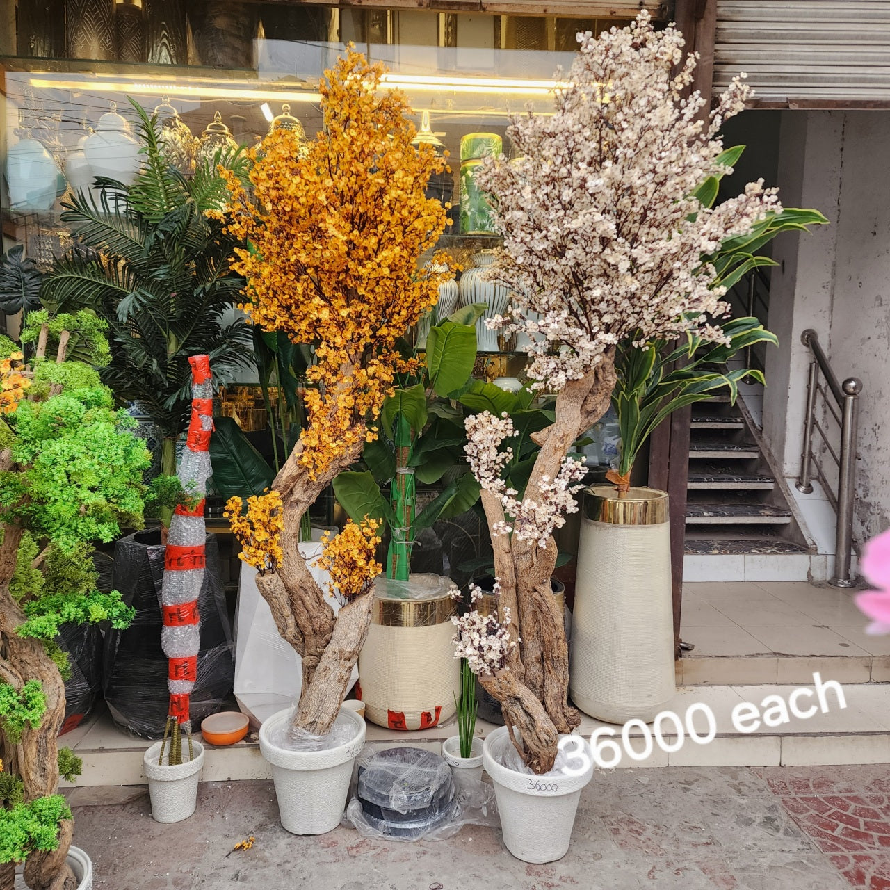 Cherry Blossom Bonsai Trees