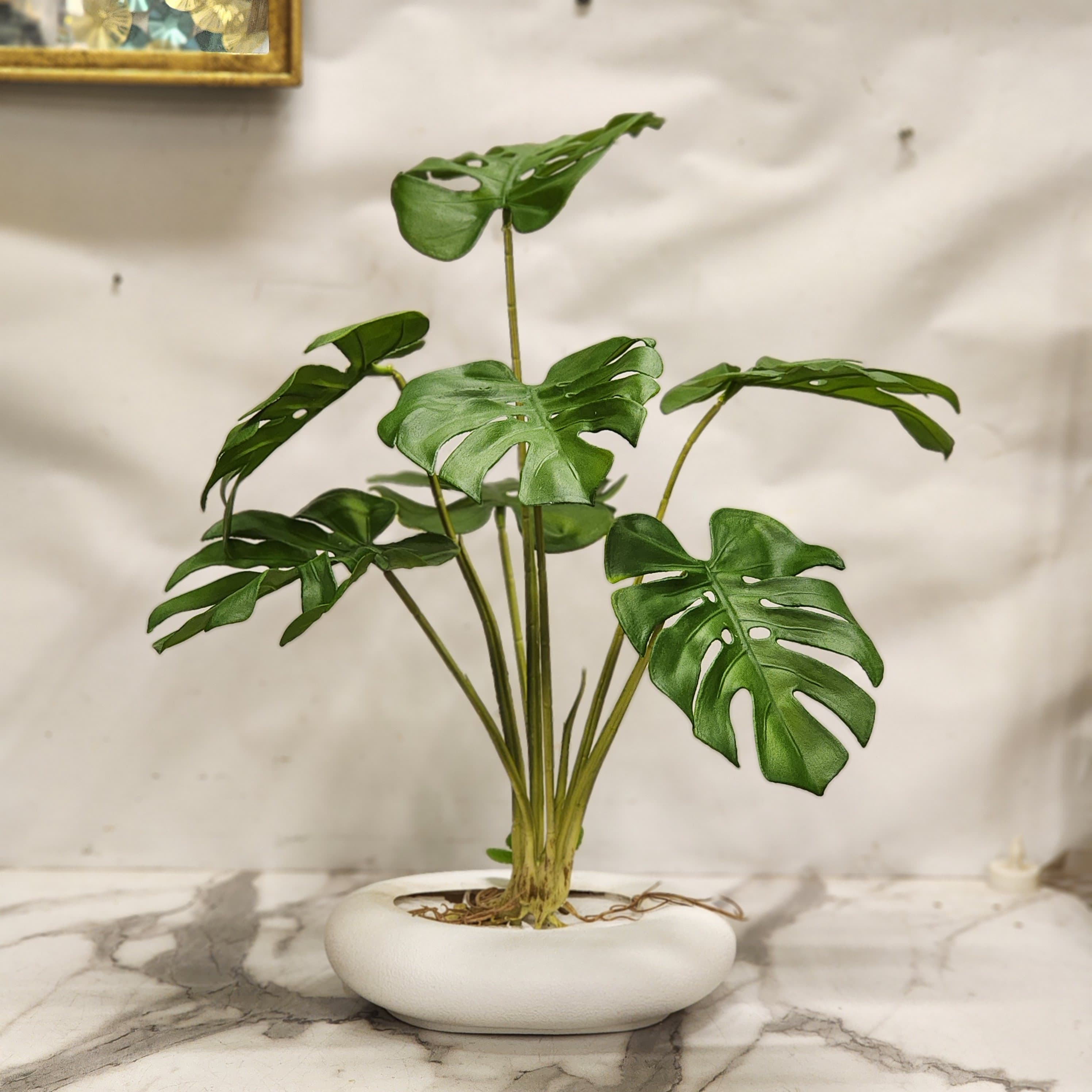 Swiss Cheese Plant & pot