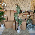 Yucca Cane Plant