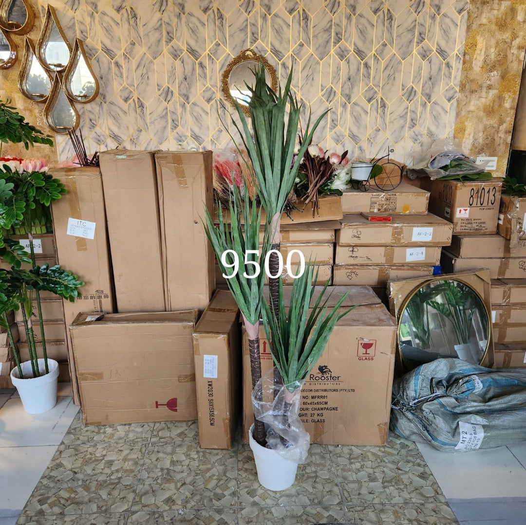 Yucca Cane Plant