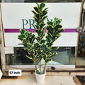 Variegated Fiddle Leaf Fig